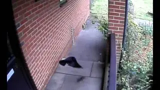 Crow v Rat