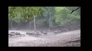 Being a Sheep in the Great Shepherd's Pasture - Bible Study Series Fall 2023
