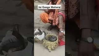 Jai Naag Devta /Googe Maharaj At Mahakumbh||#snake#naagin#naag#snakecharmer#snakevideo#mahakumbh