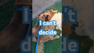 I can't decide #live #puppy #fun #shorts #youtube #love #livefun #funny #pets #doglife #like #dog