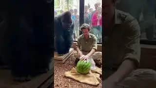 Gorilla Amazed by Magical Watermelon Trick! #ZooMagic #GorillaLaughs #ViralMoment