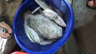 大松鯛 立刻特寫 Amazing big Sleepfish #明發定置漁場 #seafood #fishground #fishport