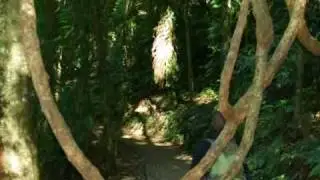 Dorrigo Rainforest (1), New South Wales, Australia