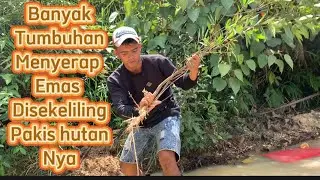 luar biasa .!! Eksekusi emas dibawah pohon pakis hutan|| gold hunter