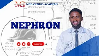 Nephron Structure & Function Simplified | Kidney (Renal) Physiology & Filtration Explained