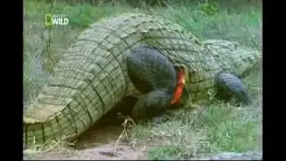 Ataque Animal   Ep 4 Crocodilo
