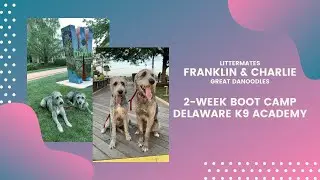 Littermates Franklin & Charlie - Best Trained Great Danoodles - Delaware K9 Academy