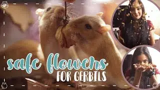 Safe FLOWERS for Gerbils!