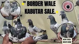 &ldquo;Border Lovers Ke Liye Badiya Mauka 🎯 Zabardast Kabootar Sale&rdquo;
