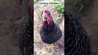 The Secret Life of a Curious Chicken @SustainableHomesteading