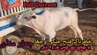 Jaffer Mandi Latest Update Danger Fateh jangi bull Bakra Eid Qurbani 2k25