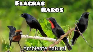 FLAGRAS INCR&Iacute;VEIS DE AVES / MOMENTOS RAROS DE P&Aacute;SSAROS NO SEU AMBIENTE NATURAL. 💚🌵🐦