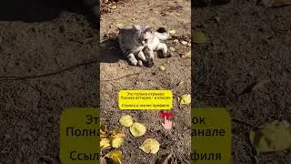 СДЕЛКА ПО МОСБИРЖЕ   #трейдинг #trading #инвестиции #акции #фондовыйрынок #stockmarket #shorts #кот