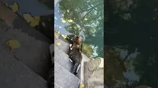 Witness the untamed instincts of a cat in action . 👀 #CatHunting #FelineInstincts#fyp #foryou #cat