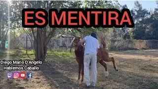 LA FAMA DE LOS PETISOS QUE SON MAÑEROS ES TOTALMENTE FALSA  #caballossalvajes