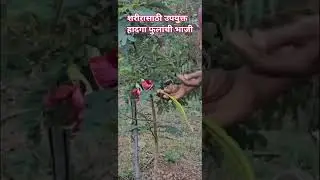 शरीरासाठी उपयुक्त हादगा फुलांची भाजी #subhashpatil #vegetables #viralshorts #hamingbird tree flower