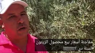 1500 شجرة زيتون عمر 10 سنين شوف باع محصولهم بكام موسم 2022 ?!! مفاجئة كبيرة في الفرافرة والواحات