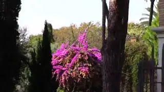 Rome: Parco del Colle Oppio, September 30, 2018