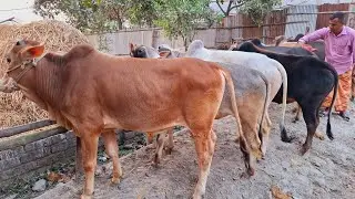 আজ ৪/২/২৬ | সিমিত রেট! লাভজনক গরু! কমদামের মধ্যে খামার উপযোগী মাঝারি সাইজের ষাঁড় গরুর প্যাকেজ 