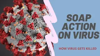 How does soap works on virus || LearnFacts ||