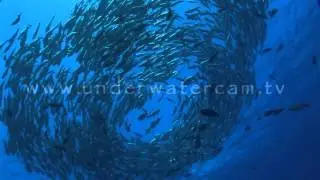 Big eye jack fish circling, backlight shot: stock footage: circ031