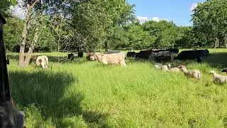 More detailed report on the hoof inspection of the sheep