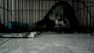 Escape de huron