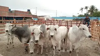 FEIRA DO GADO EM LAJEDO-PE GARROTADA EXTRA E MUITO GADO NA FEIRA #NORDESTE 14-012026