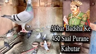Akabar Badsha Ke 450 Saal Purane Kabutar Fatehpur Sikri | Zain King Pigeon |