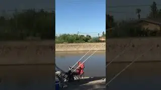 30.LB CARP BITE !!