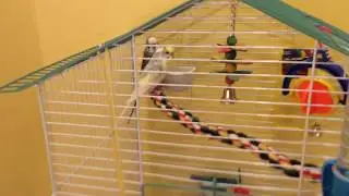 My Daily Bird Routine! + My Bird Supplies - Vlog DoGz -