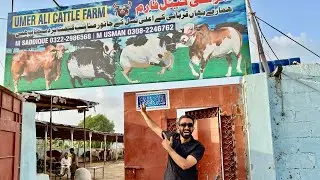 karachi cattle farm 2025 details karachi ka sabse sasta cattle farm saba sehnma 