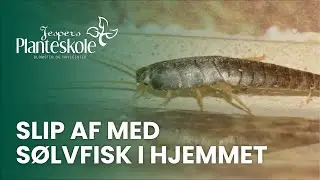 Slip af med s&oslash;lvfisk i hjemmet