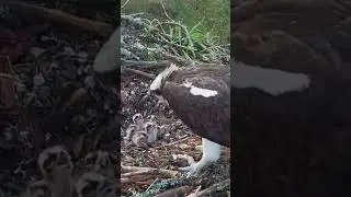 #645E | Review mom dad birds brings food to feed their babies in the nest | Birds Nest Family #birds