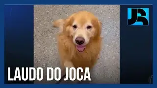 Caso Joca: laudo aponta que c&atilde;o teve choque cardiog&ecirc;nico em voo para destino errado