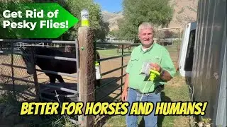 Why Every Horse Needs a Pesky Fly Trap #horses #horse #morgan