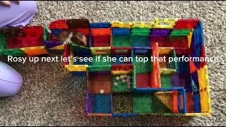 Hamster maze race