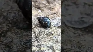 #subscribetomyyoutubechannel #ecosystem #ocean #sea #seasnail #macrophotography #subscribe #tidepool