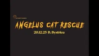 Angelus Cat Rescue 20. 12. 2025 Bansk&aacute; Bystrica