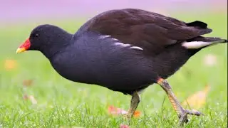 Adult Eurasian Moorhen Eating Grass | Scotland