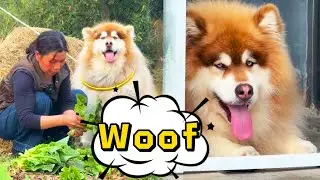 Dog Diary: Eat, Drink, and Play! #pets #cute #alaska #funny #dog