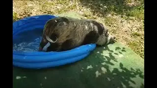 Cute mini pig Luna. Enjoying her swimming pool.