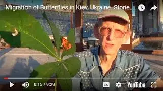 Migration of Butterflies in Kyiv, Ukraine. Stories of Entomologist #entomology #insects