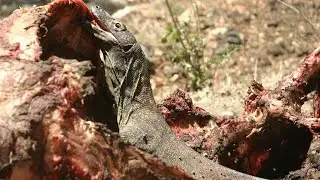 Komodo Rreptiles Are Dangerous And Deadly | Animals Summary