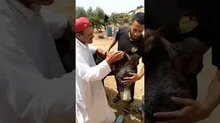 با غدي يطيب رفيسة لحمارة 🦓 كتوحم 🤔 رحماني حمارتو لحت ليه بغل 😫