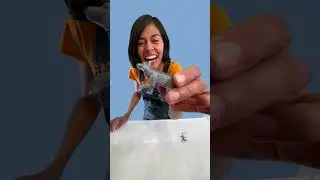 🦎 #leon #lagarto #lobo #videosgraciosos #123andres #alfabeto #aprendeespa&ntilde;ol #education #abecedario