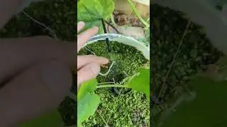 Корневая огурца врастает в трубку / The cucumber roots grow into the feeding line