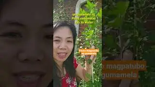 paano magpatubo ng gumamela #gardening #marriedlife #flowergarden #flower #farmlife #plant