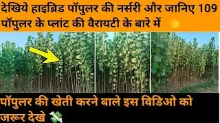 देखिये हाइब्रिड पॉपुलर की नर्सरी और जानिए 109 पॉपुलर के प्लांट की वैरायटी के बारे में  👈