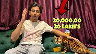 Most Expensive Persian Cat in India? ₹20 Lakh Russian Import! 🐱🔥&rdquo;